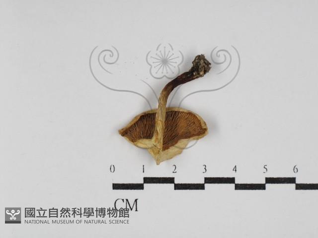 登錄號:F0030234藏品圖，第3張