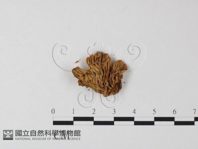 登錄號:F0016234藏品圖，第3張