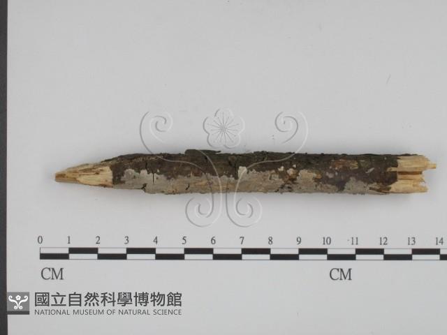 登錄號:F0001234藏品圖，第3張
