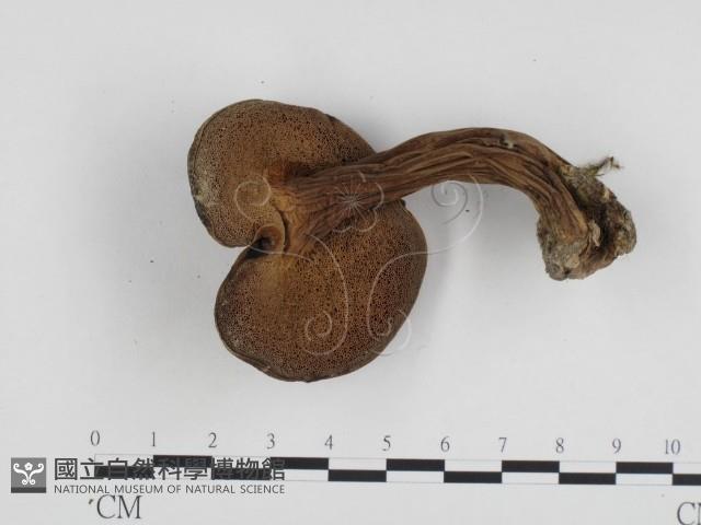登錄號:F0024234藏品圖，第3張