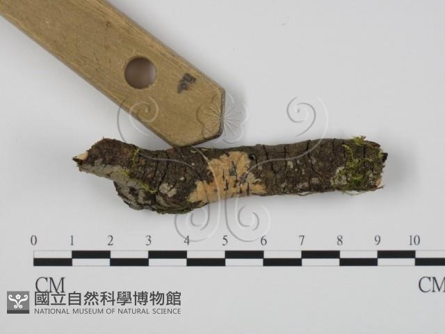 登錄號:F0022234藏品圖，第3張