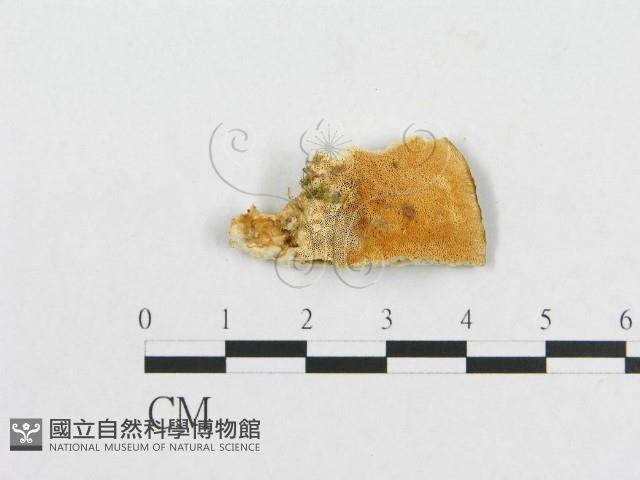 登錄號:F0007234藏品圖，第3張