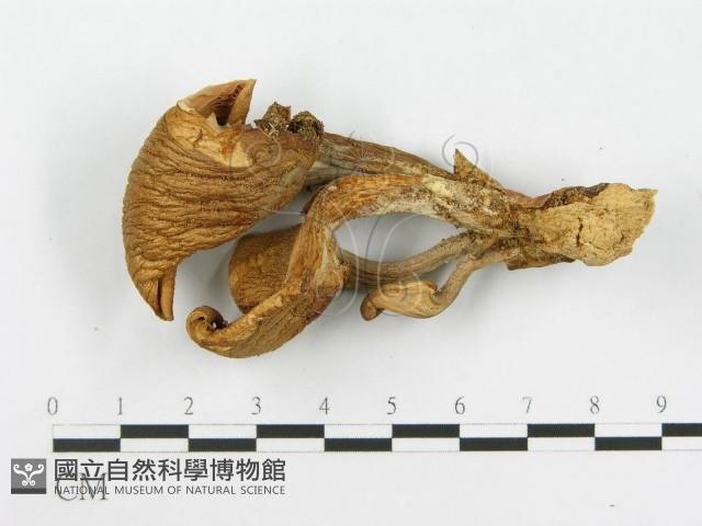 登錄號:F0005234藏品圖，第3張