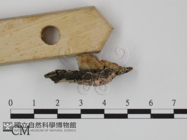 附毛菌屬藏品圖，第3張