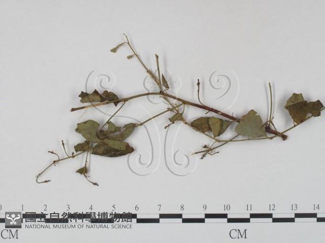 登錄號:F0019234藏品圖，第3張