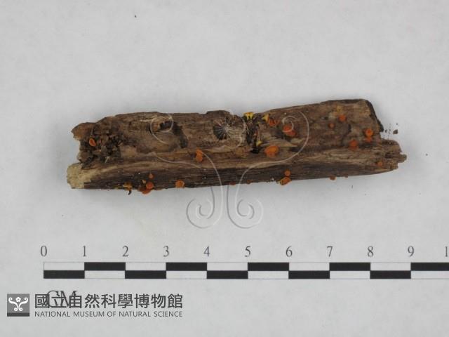 登錄號:F0023234藏品圖，第3張