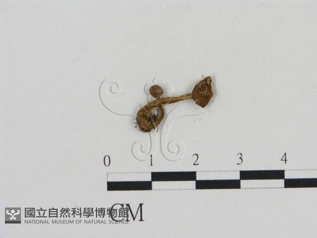 登錄號:F0013234藏品圖，第3張