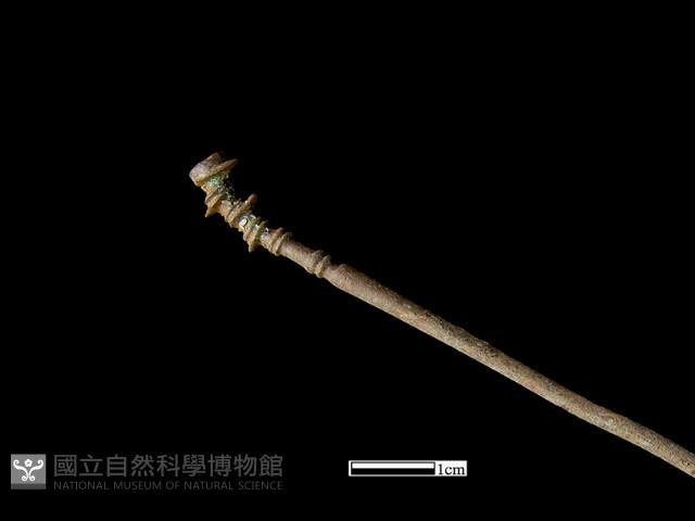 髮簪藏品圖，第3張