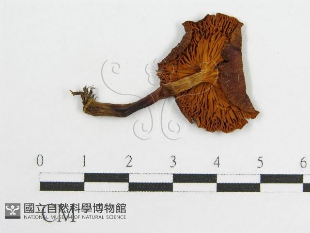 登錄號:F0010834藏品圖，第3張