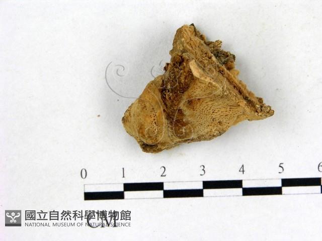 登錄號:F0006834藏品圖，第3張