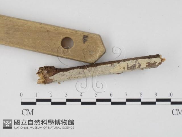冇骨消絲齒菌藏品圖，第3張