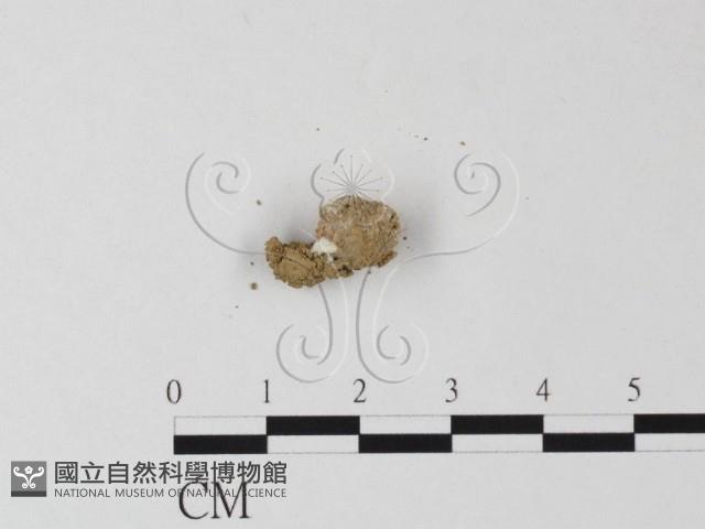 登錄號:F0001834藏品圖，第3張