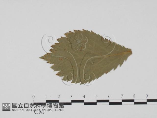 登錄號:F0011834藏品圖，第3張