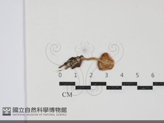 粉褶菌屬藏品圖，第3張