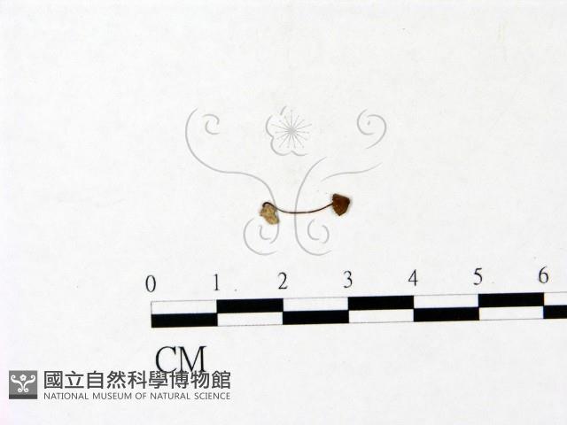 登錄號:F0022834藏品圖，第3張