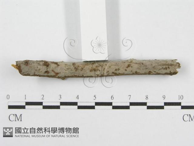 筍殼菌屬藏品圖，第3張
