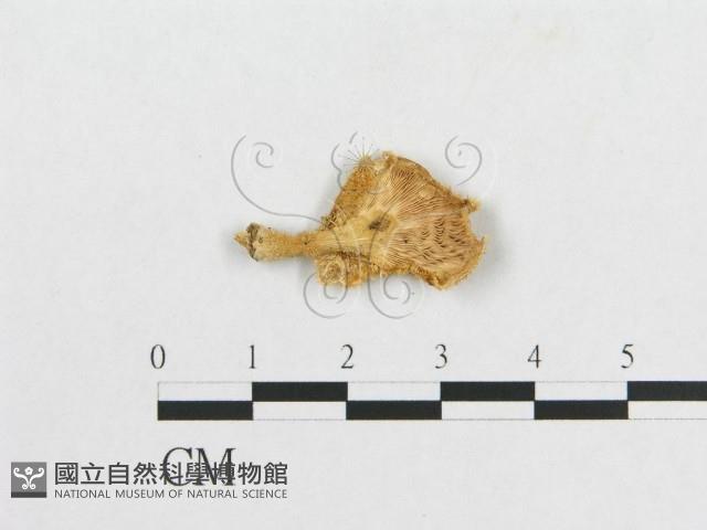 多孔菌屬藏品圖，第3張