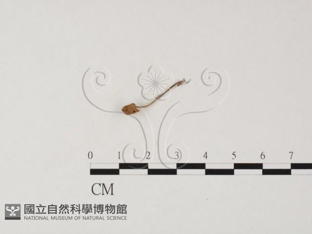 登錄號:F0025834藏品圖，第3張