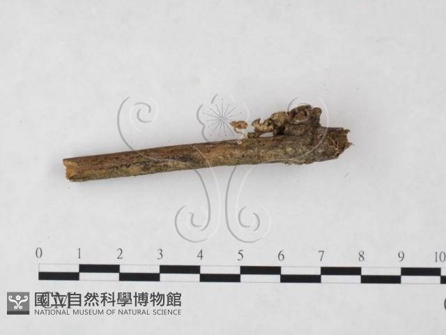 發光小菇藏品圖，第3張