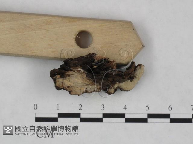 登錄號:F0023834藏品圖，第3張
