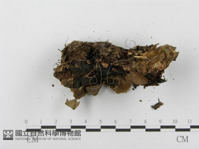 登錄號:F0003834藏品圖，第3張