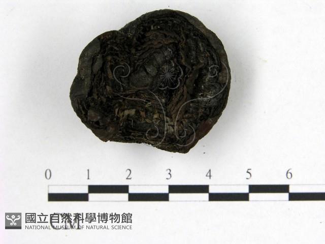 登錄號:F0008934藏品圖，第3張