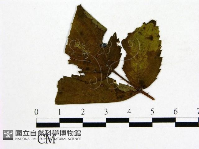 登錄號:F0018934藏品圖，第1張