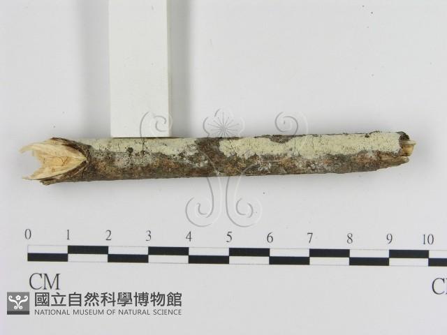 登錄號:F0020934藏品圖，第3張
