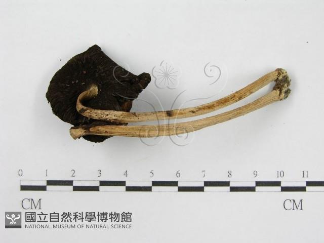 登錄號:F0010934藏品圖，第3張