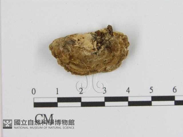 登錄號:F0006934藏品圖，第3張