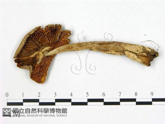 登錄號:F0021934藏品圖，第3張