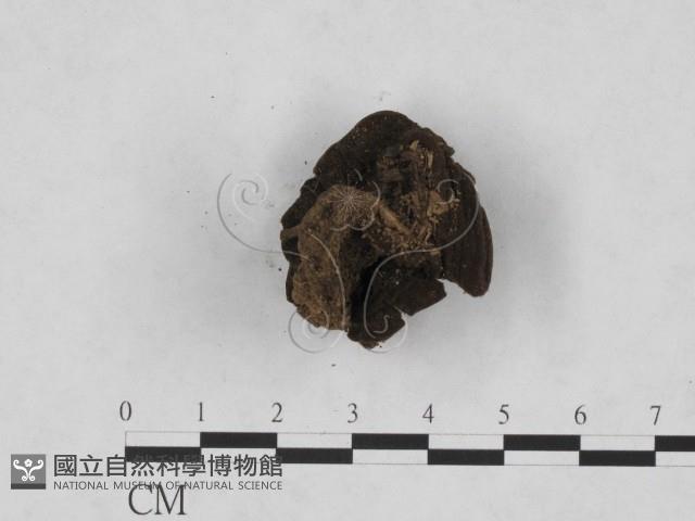 登錄號:F0001934藏品圖，第3張