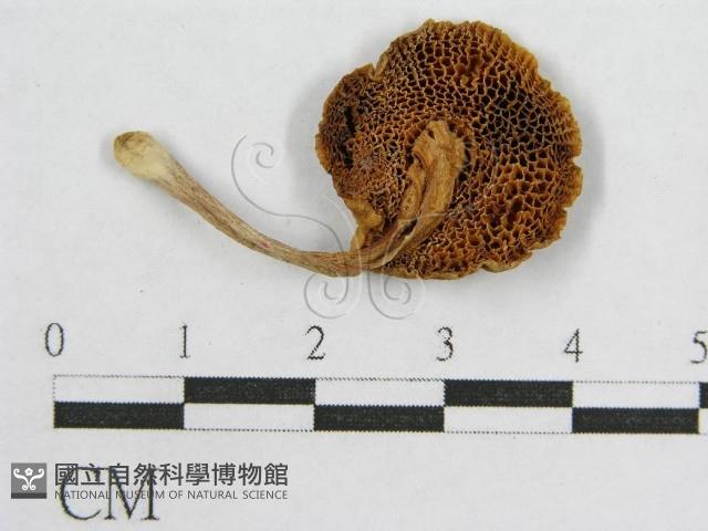 登錄號:F0004934藏品圖，第3張