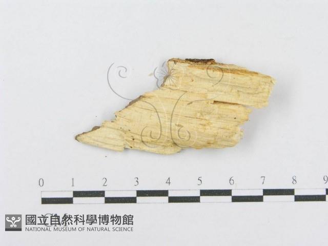 射脈菌屬藏品圖，第3張