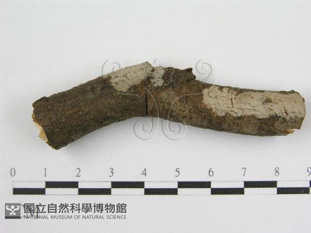 登錄號:F0012934藏品圖，第3張
