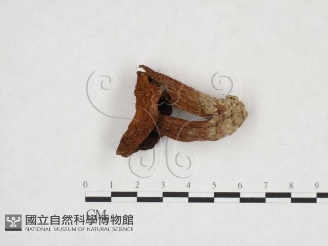 登錄號:F0025934藏品圖，第3張
