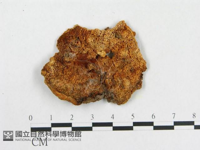 登錄號:F0005934藏品圖，第3張