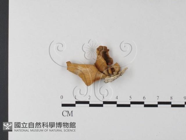 登錄號:F0023934藏品圖，第3張