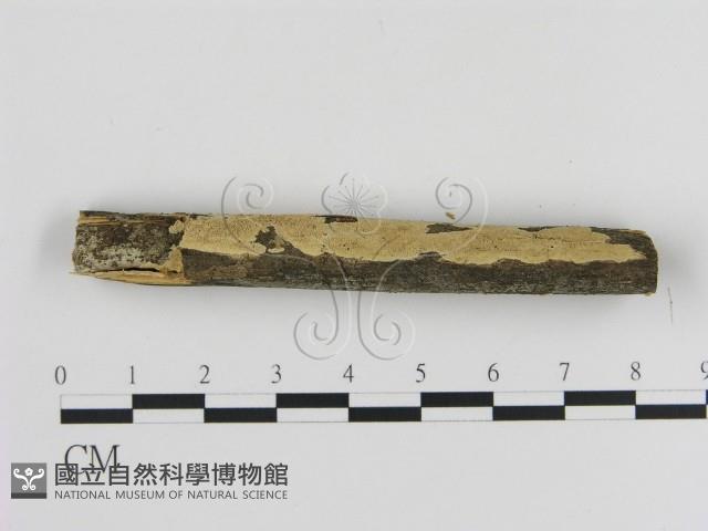 登錄號:F0003934藏品圖，第3張