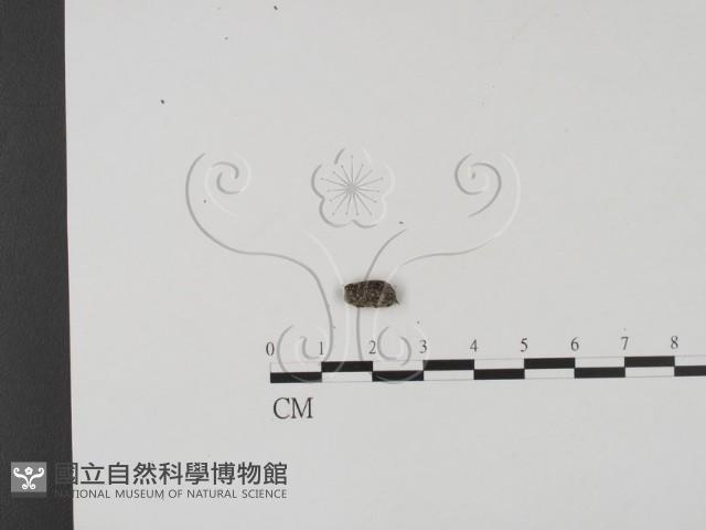 登錄號:F0018634藏品圖，第3張