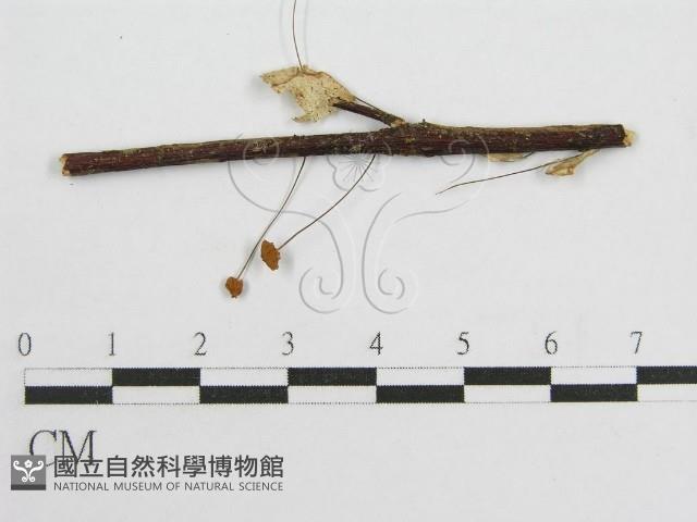 微皮傘屬藏品圖，第3張