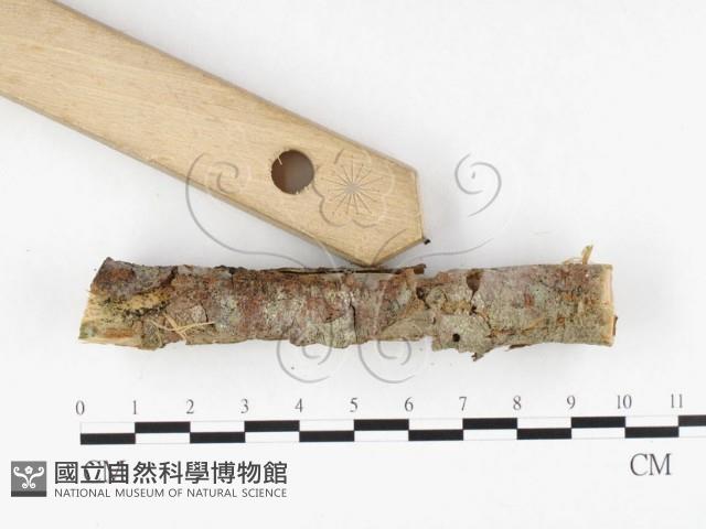 登錄號:F0026634藏品圖，第3張