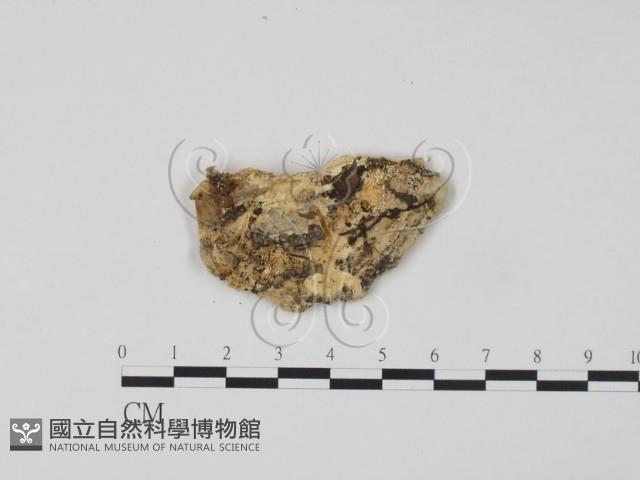 登錄號:F0006634藏品圖，第3張