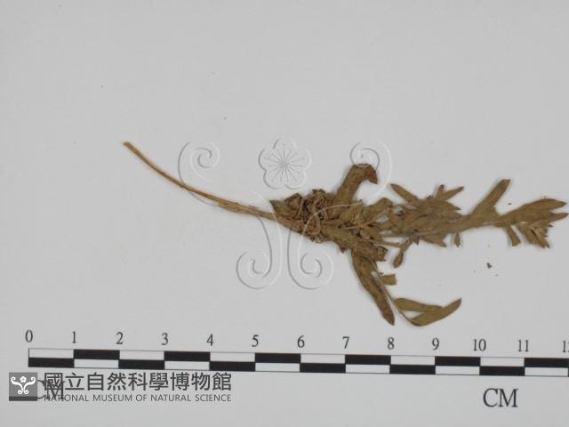 登錄號:F0011634藏品圖，第3張