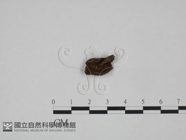 紅菇屬藏品圖，第3張