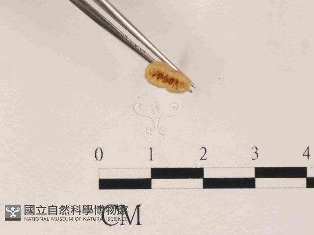 登錄號:F0014634藏品圖，第3張