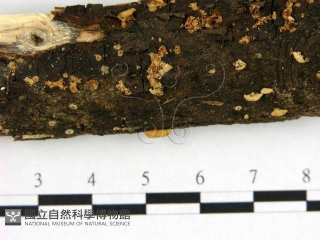 登錄號:F0022634藏品圖，第3張