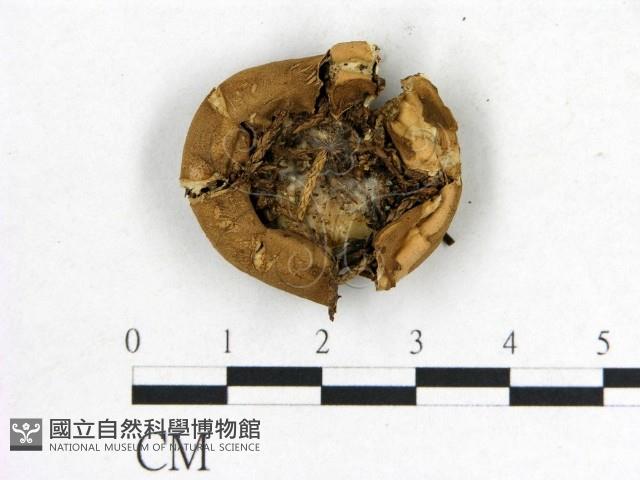 登錄號:F0002634藏品圖，第3張