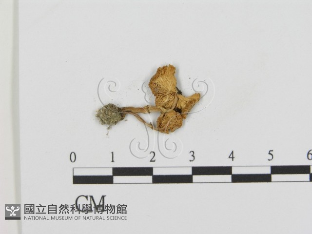 登錄號:F0012634藏品圖，第3張