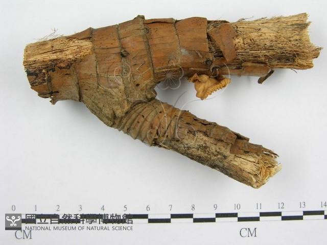 微皮傘屬藏品圖，第3張